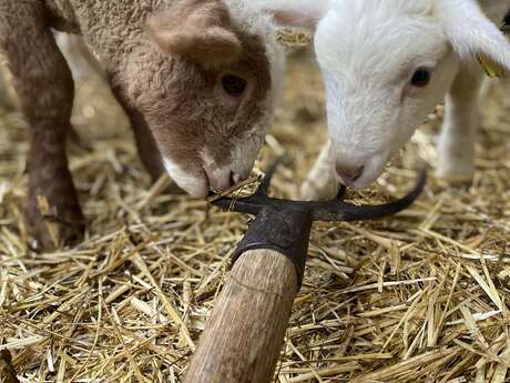 La Maison des Bêtes à laine educational farm