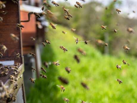 L'Ain de ferme en ferme : les ruchers vagabonds