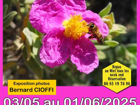 Exposition de photos les abeilles en Provence