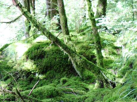 Sortie scolaire : ressources et risques naturels dans la forêt ivre
