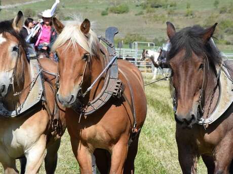 Fête du Cheval