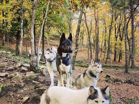 Un été qui a du chien