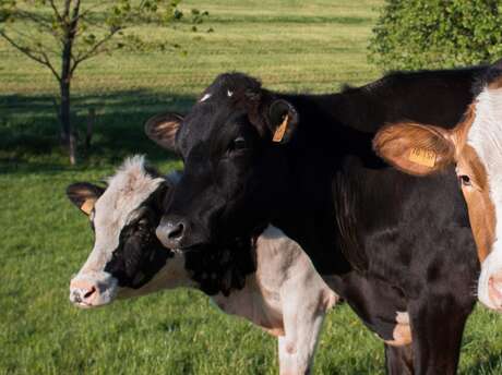 Visite d’une ferme biologique