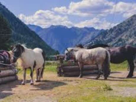 Fattoria equestre Les Oliviers