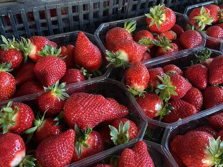 At Martini - Fruit and vegetable producer