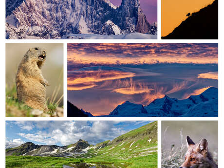 Exposition de photos animalières