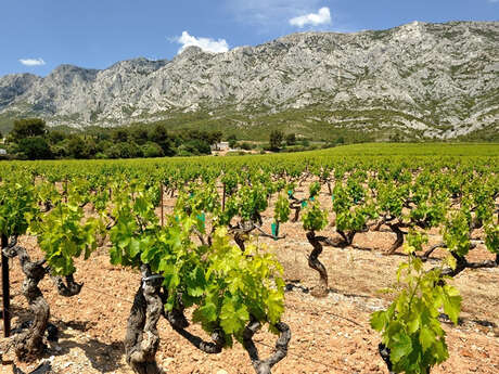 Excursion : Organic wine tour in Côtes de Provence Sainte-Victoire - WT1