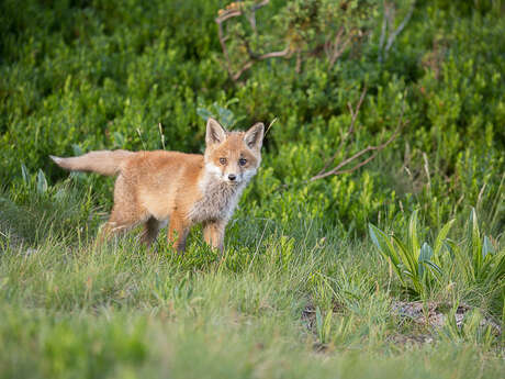 Conférence photo naturaliste - Vivants et sauvages