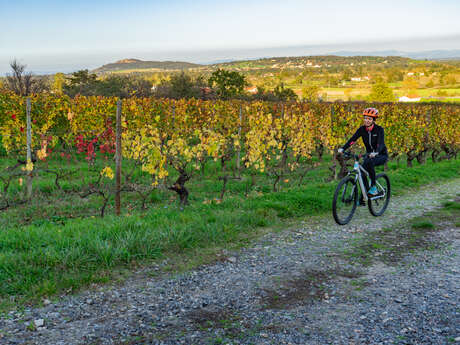 Balade à vélo : Vin, chocolat et patrimoine - Visite guidée