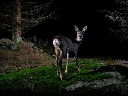 Conférence Sciences pour tous "Aperçu de la faune protégée des Alpes-Maritimes"