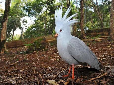 Free visit of the Zoological and Forest Park - Lyvaï