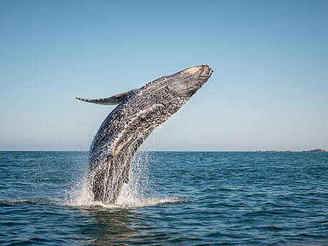 Mostra - "Mission baleine