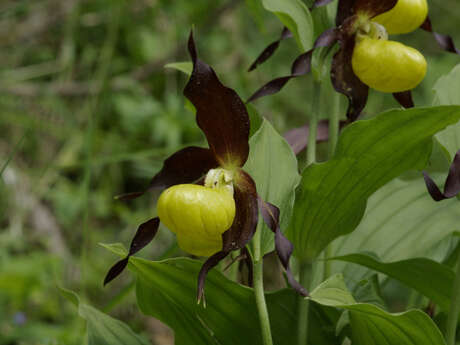 Rando, Plantes sauvages et leurs usages