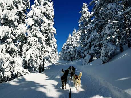 Chiens de traîneaux avec Angaka Village Nordique