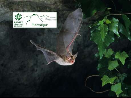 A la rencontre des chauves-souris