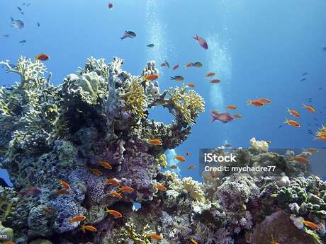 Plongez dans les fonds marins sans bouger de la terre ferme !