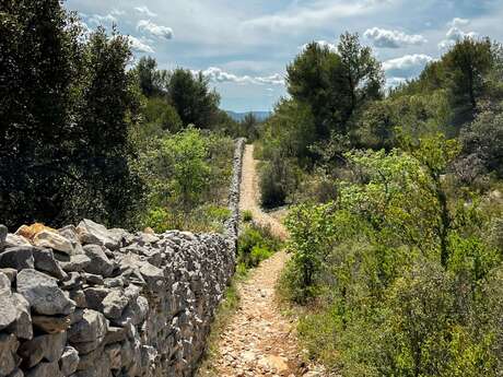 CABRIÈRES D’AVIGNON - De la Cédraie au Mur de la Peste
