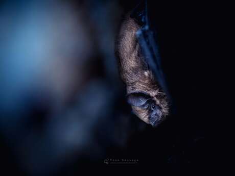 A la tombée de la nuit - A la découverte des chauves-souris