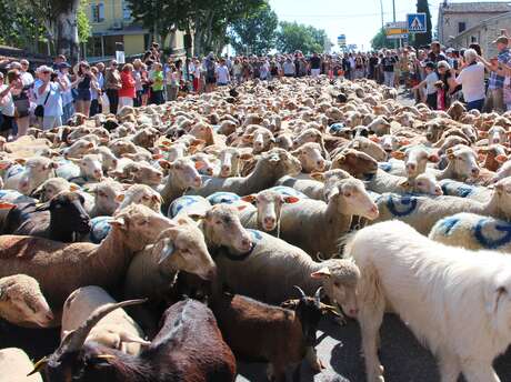 Fête de la transhumance 2026