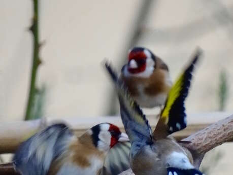 Atelier créatif autour des oiseaux (Oiseaux mobiles)