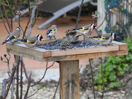 Dimanches aux jardins : À la découverte des oiseaux des jardins de la Chartreuse