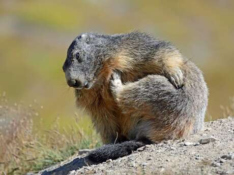 Apéro raclette avec les marmottes.