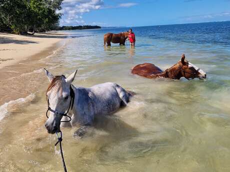 Swimming with Horses in the Sea