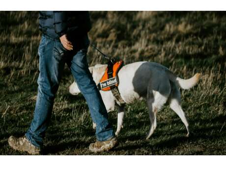 Temps Forts : Découverte des chiens guides d’aveugles | Médiathèque de Vic-Le-Comte