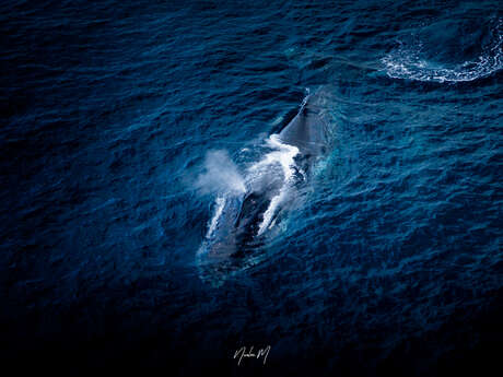 Sortie baleine - Casy Express