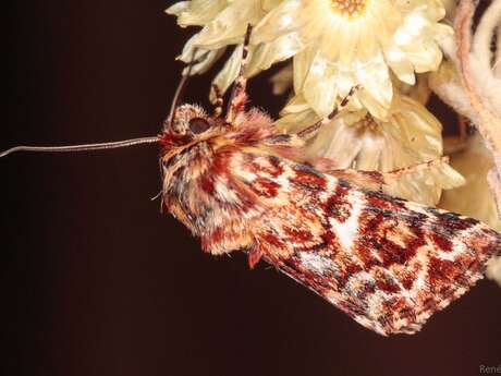 Inventaire photographique des papillons de nuit au Cap Lardier