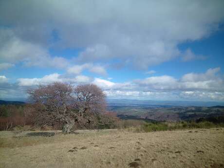 La faune en hiver - rando naturaliste dans les Monts du Forez