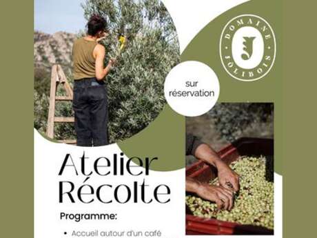 Atelier récolte d'olives au domaine Jólibois