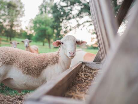 Eurl Les Zamzeureuses
