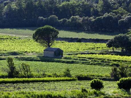 Des vignes et des cabanons