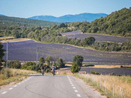 Lavande et vieilles pierres