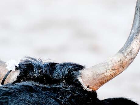 Course de taù neufs