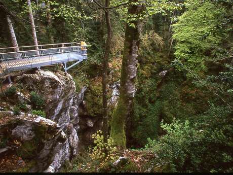 La forêt communale de Bélesta