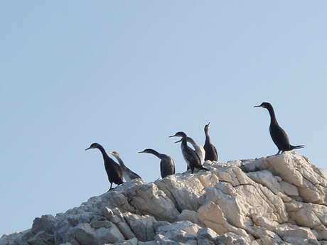 Conférence "Les oiseaux marins"