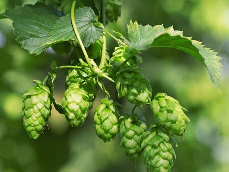 À la découverte du cycle du houblon