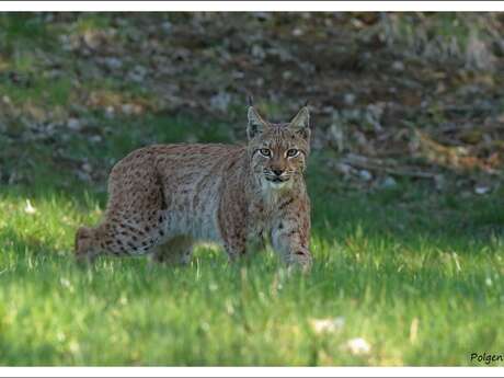 Bienvenue sur le territoire du lynx boréal !