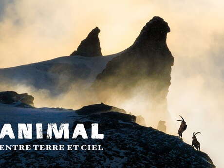 Film Lapied "ANIMAL, entre Terre et Ciel"