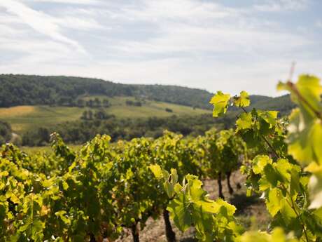Balade dans les vignes et dégustation gourmande - Vins Laurent Bellion