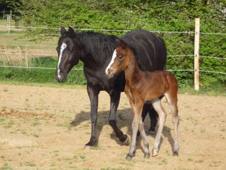 Haras Val de Camps