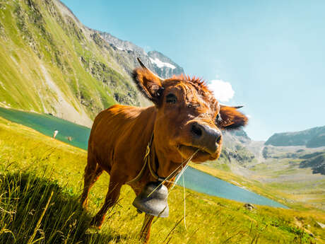 Hiking - Grand Tour of the Muzelle and Lauvitel lakes