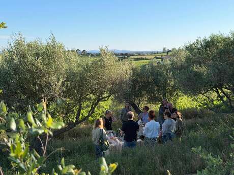 Besuch der Weinberge und Aperitif-Bankett in den Olivenbäumen im Château La Valetanne