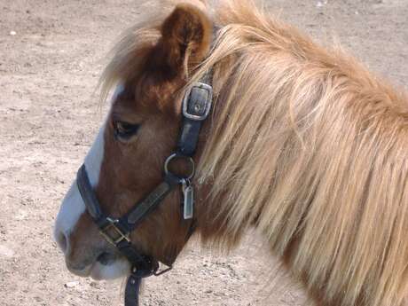 Poney Club d'Allauch