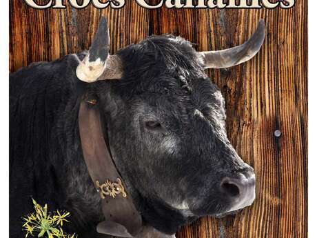 Visite à la ferme, Vaches Hérens - Croës Canailles