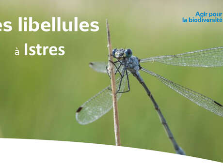 Sortie nature : Les libellules à Istres