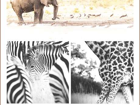 "Okavango" - Exposition photo Au Grand Air
