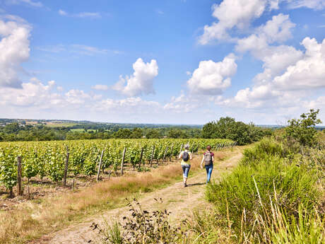 Route des vins - Sur la route du vignoble de l'Aubance